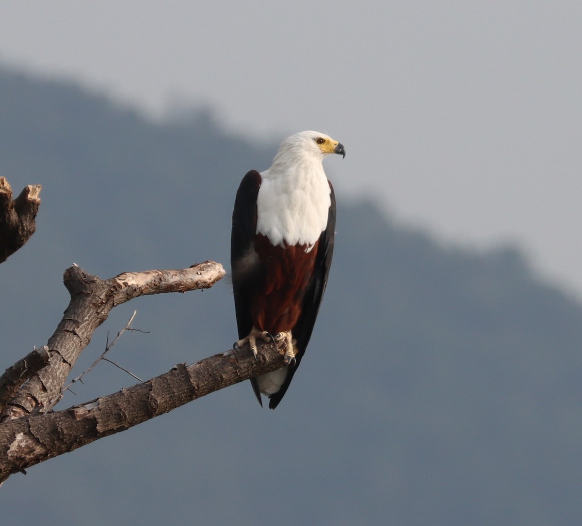 African Fish-Eagle - ML425556731
