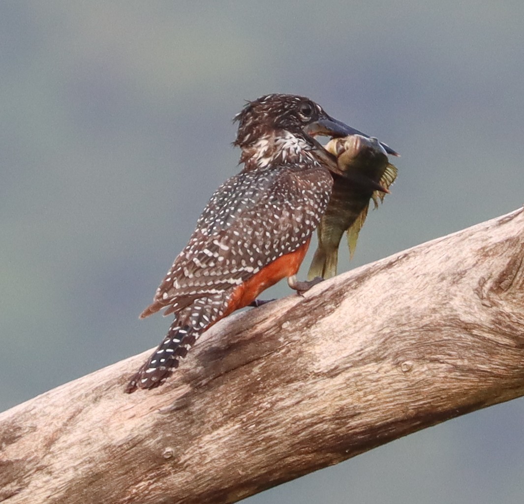 Giant Kingfisher - Lindy Fung