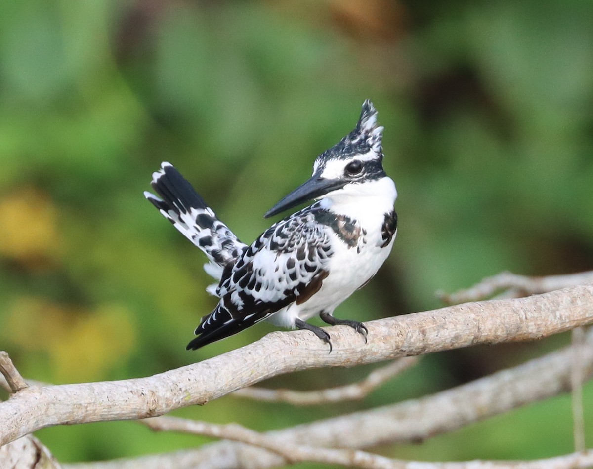 Pied Kingfisher - Lindy Fung