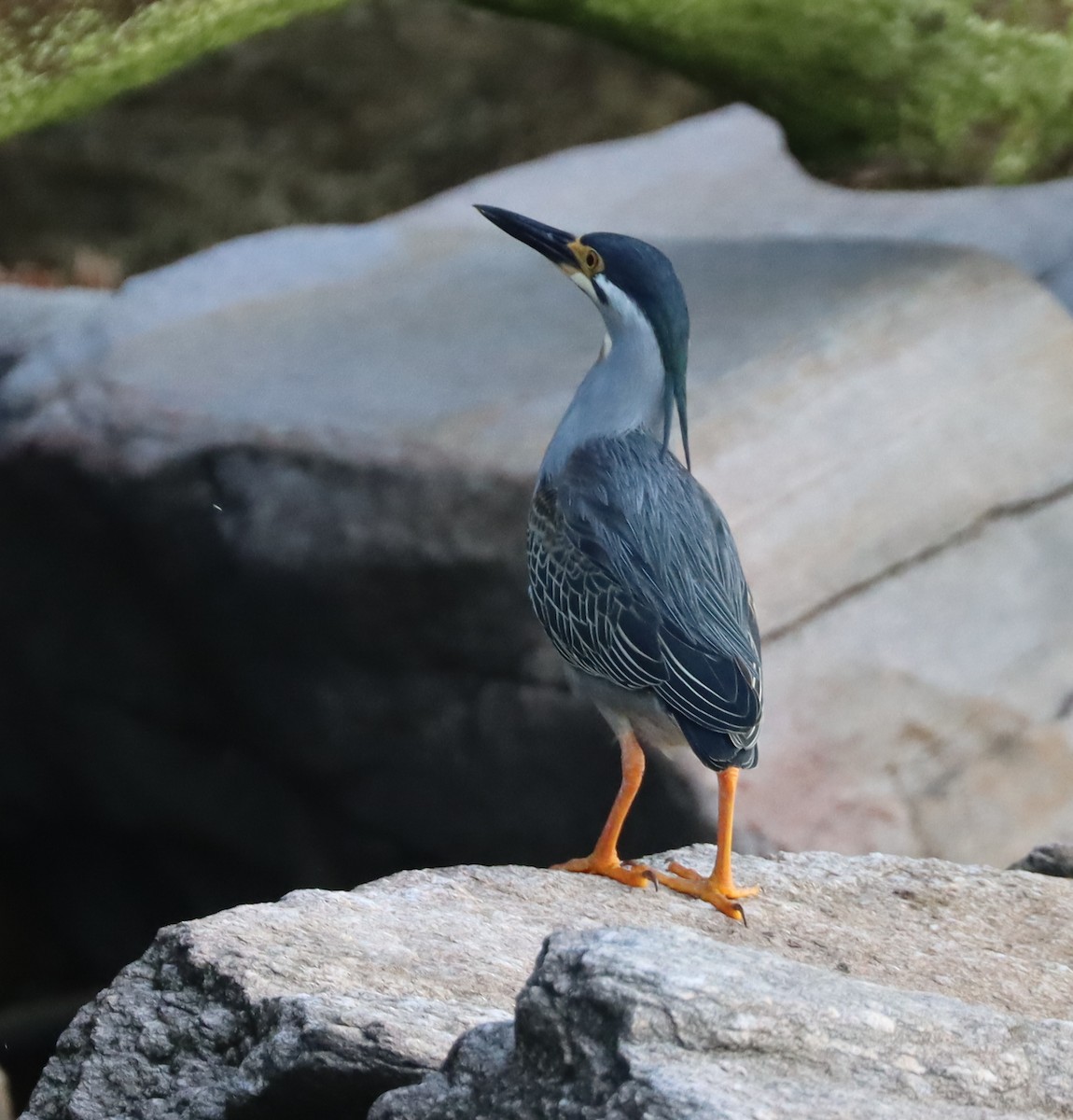 Striated Heron - Lindy Fung