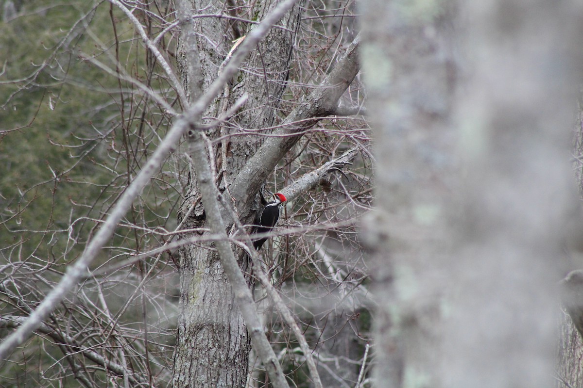 Pileated Woodpecker - ML425559951