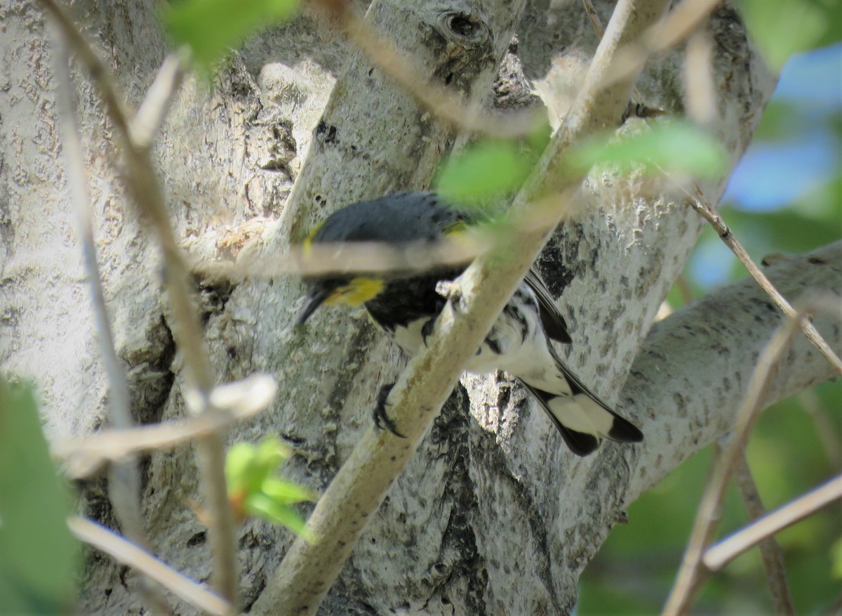 Yellow-rumped Warbler (Audubon's) - Michael Long