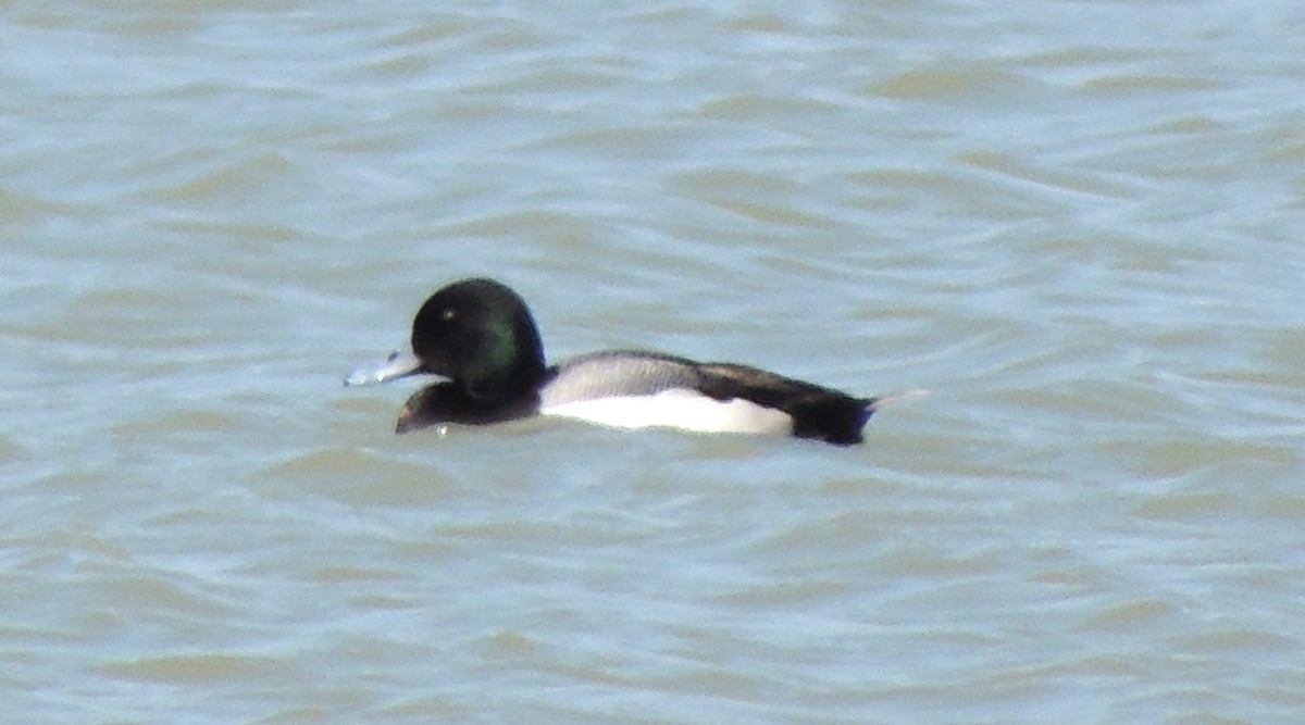 Greater Scaup - ML425562881