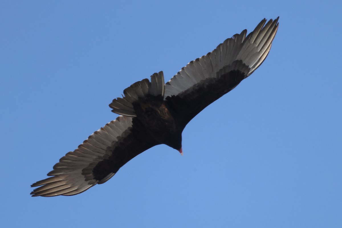 Turkey Vulture - ML425563031