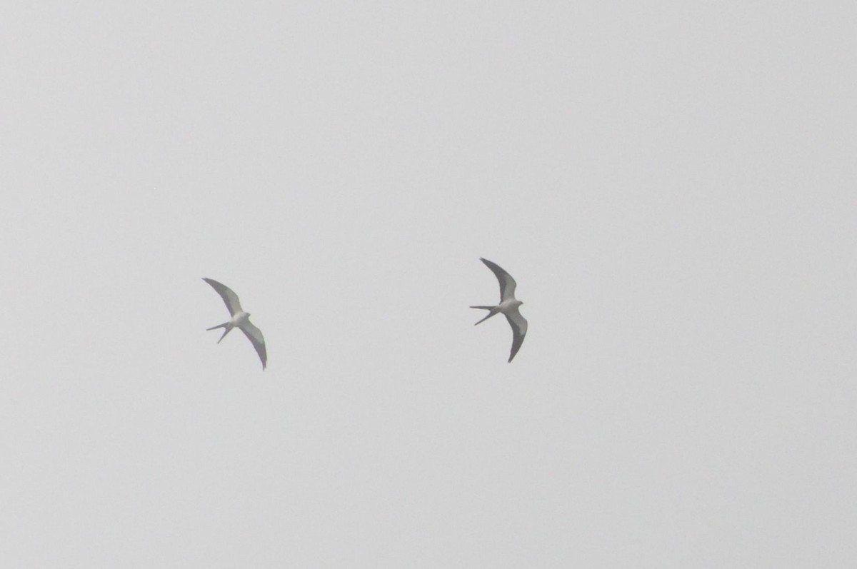 Swallow-tailed Kite - ML42556781