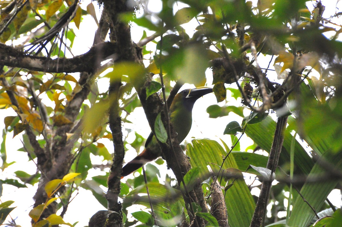 Northern Emerald-Toucanet (Blue-throated) - ML42556821