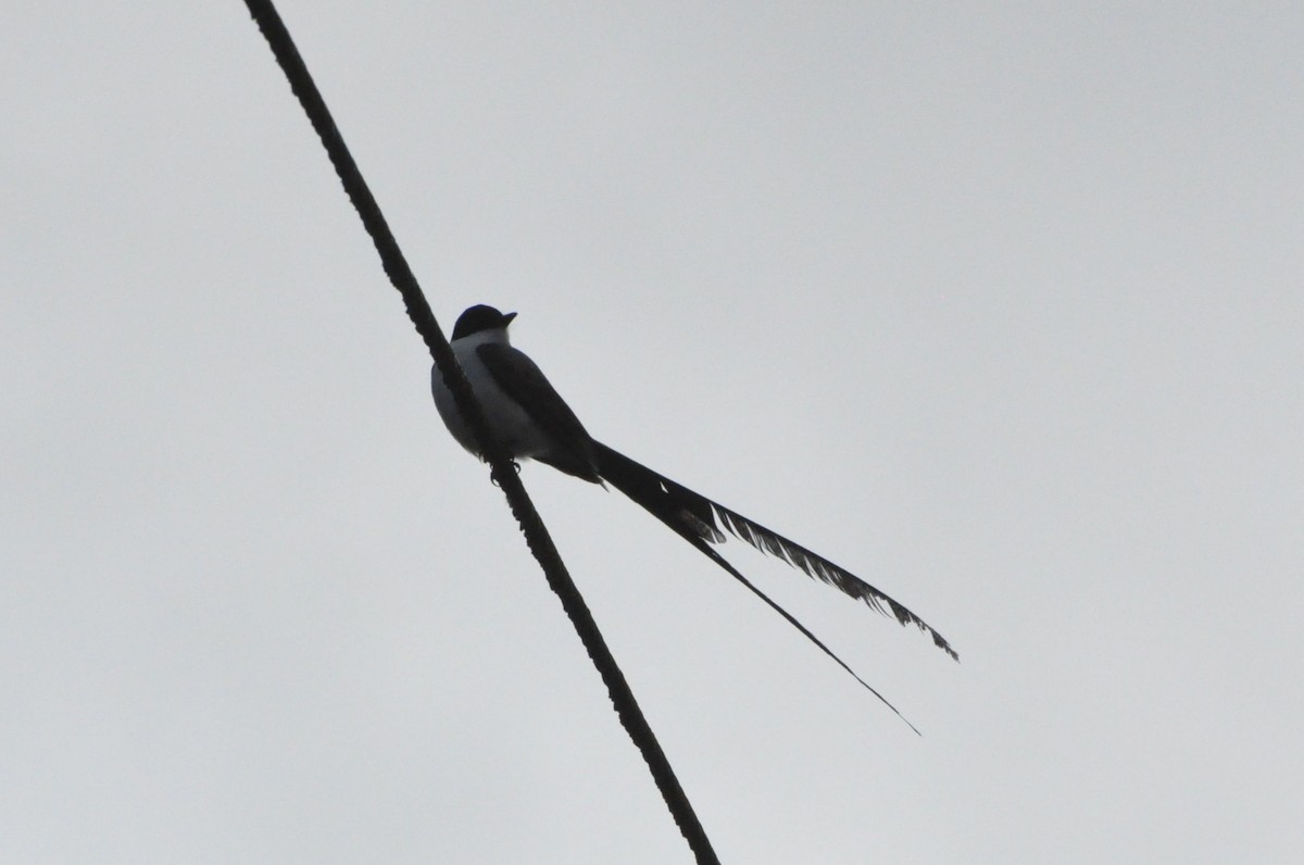 Fork-tailed Flycatcher - ML42556911