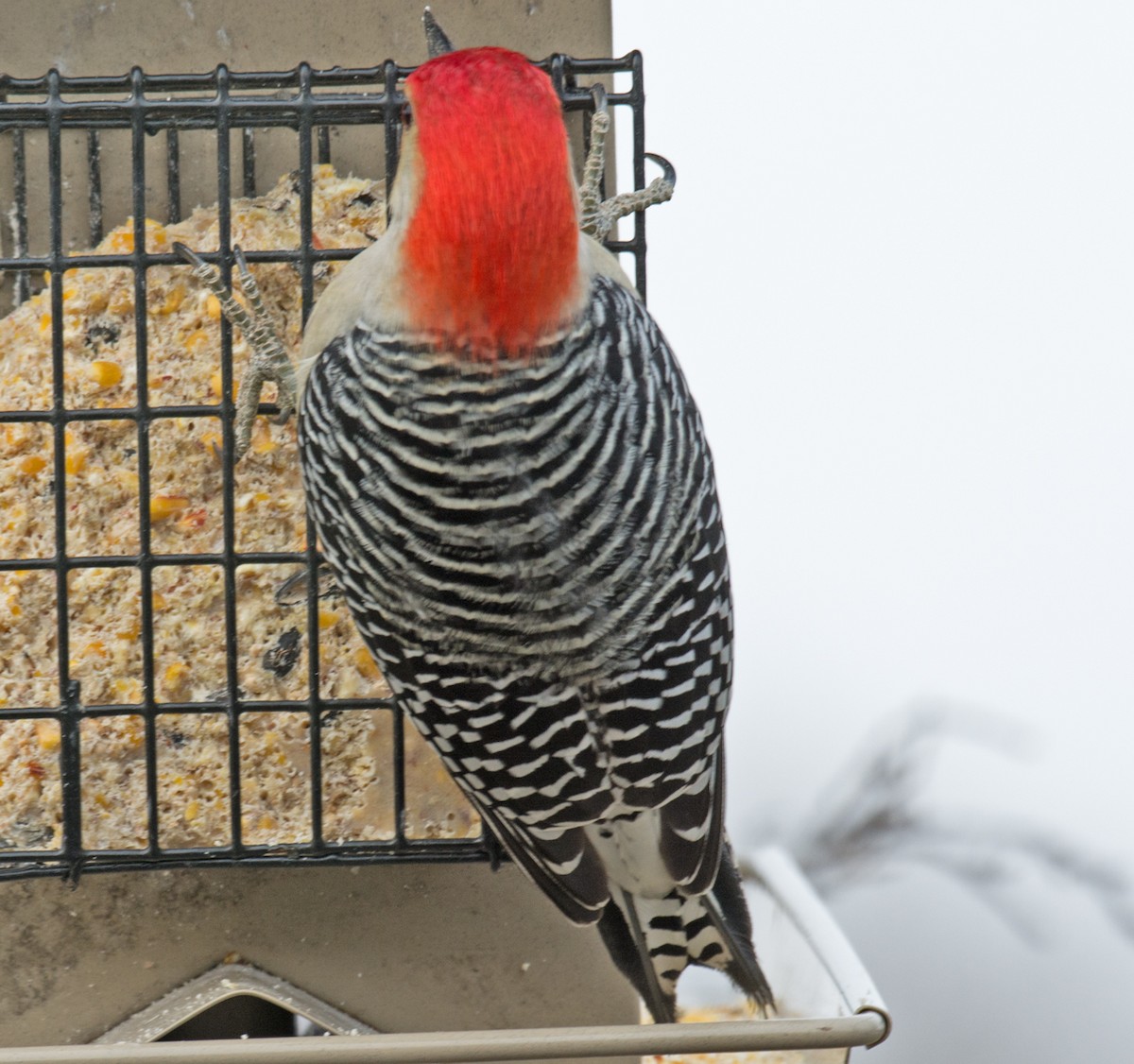 Red-bellied Woodpecker - Jack and Shirley Foreman