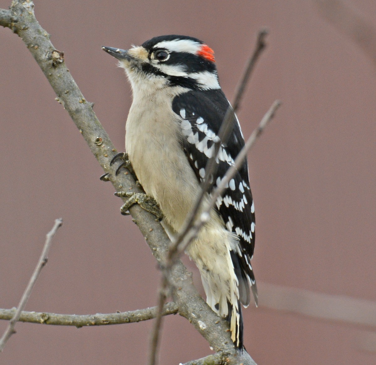 Downy Woodpecker - ML42556991