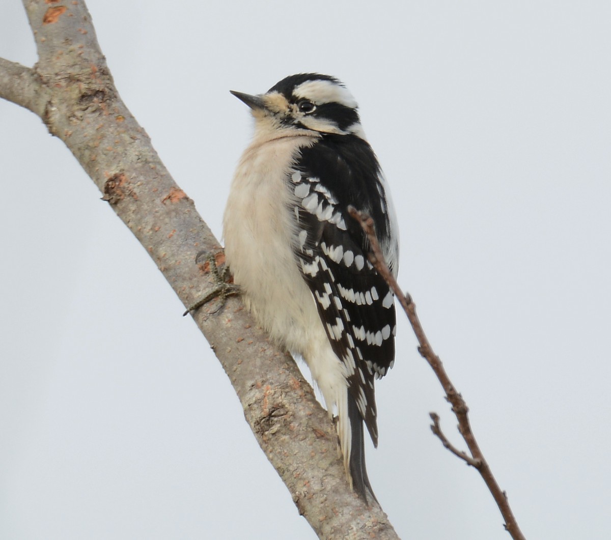 Downy Woodpecker - ML42557031