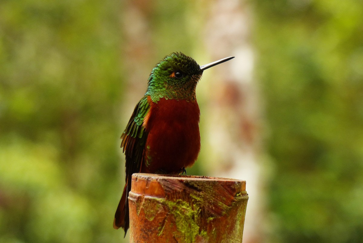 kolibřík peruánský - ML42557251