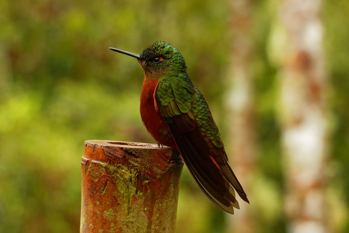 kolibřík peruánský - ML42557261