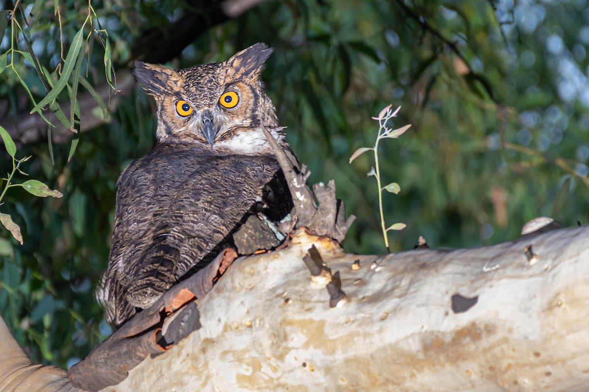 Great Horned Owl - ML425575601