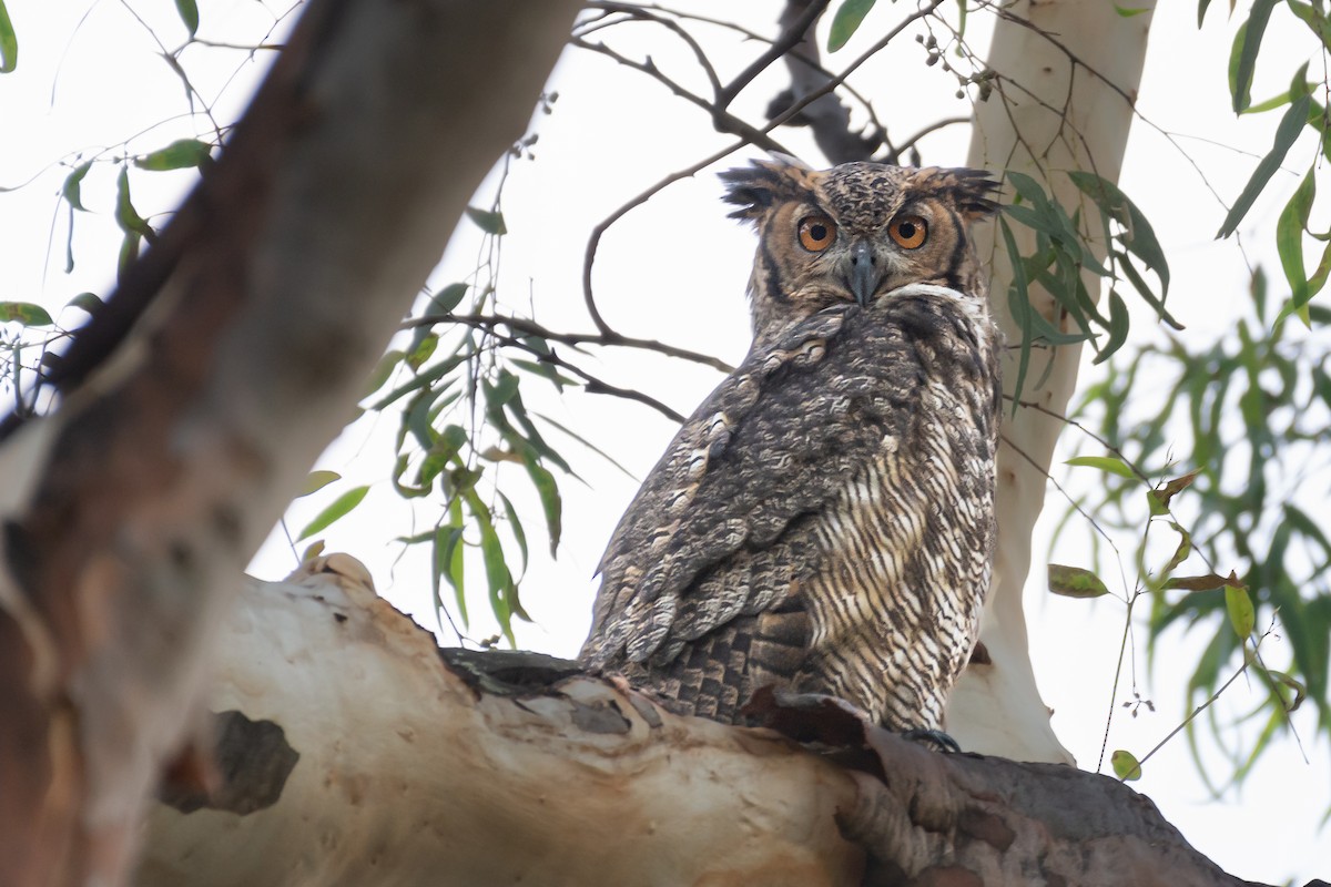 Great Horned Owl - ML425575611