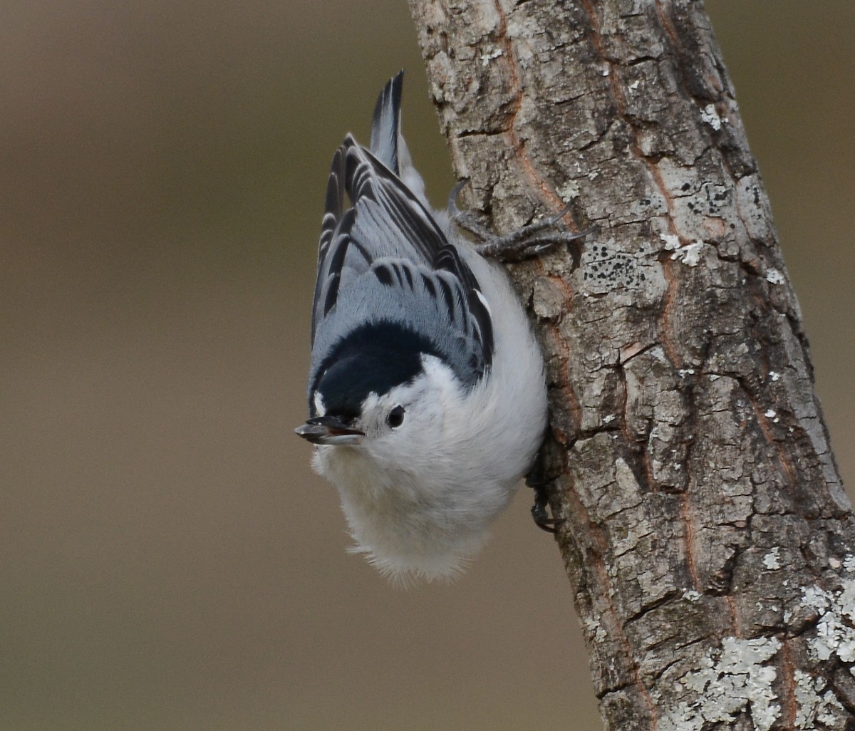 White-breasted Nuthatch - ML42557641