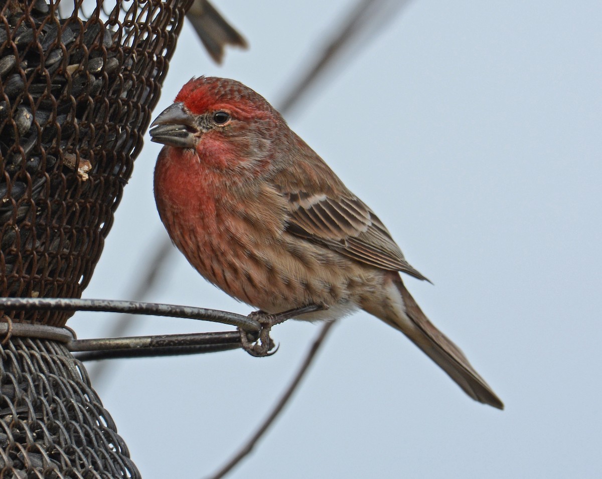 House Finch - Jack and Shirley Foreman