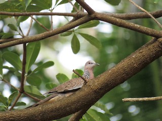 Spotted Dove, ML42558441