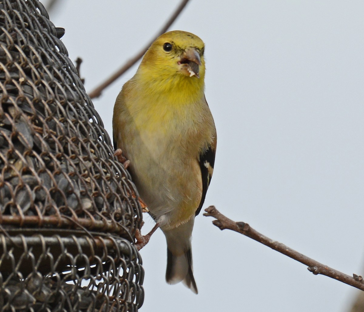 American Goldfinch - Jack and Shirley Foreman