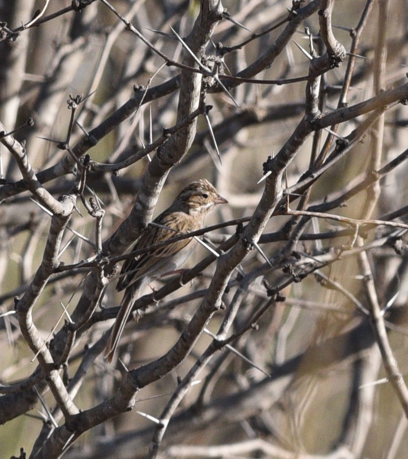 Clay-colored Sparrow - ML425586471