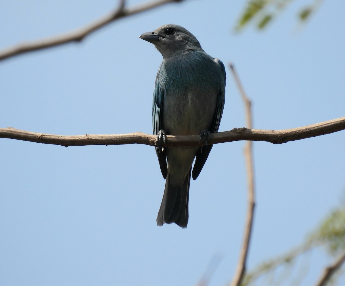 Glaucous Tanager - ML425586831