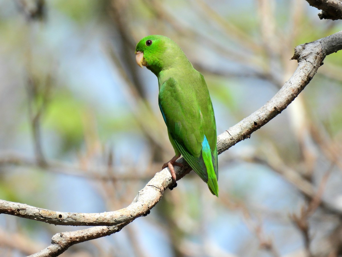 Turquoise-winged Parrotlet - Jorge Alcalá