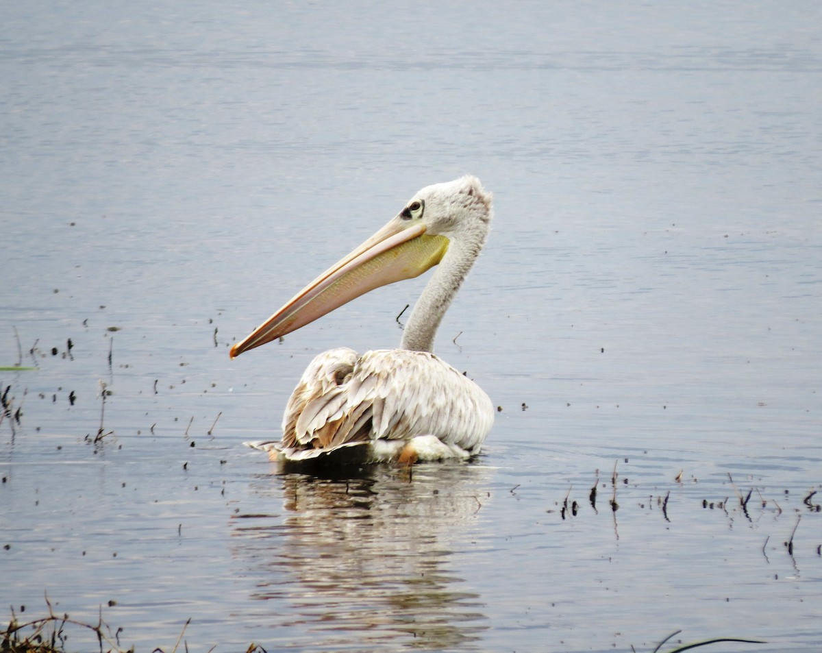 Pink-backed Pelican - Todd Pepper