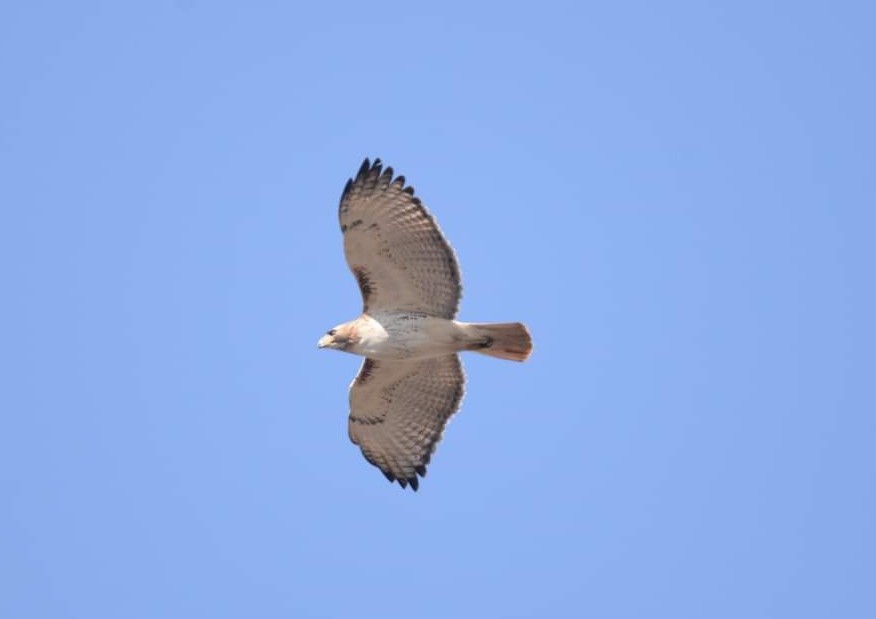 Red-tailed Hawk - ML425597061