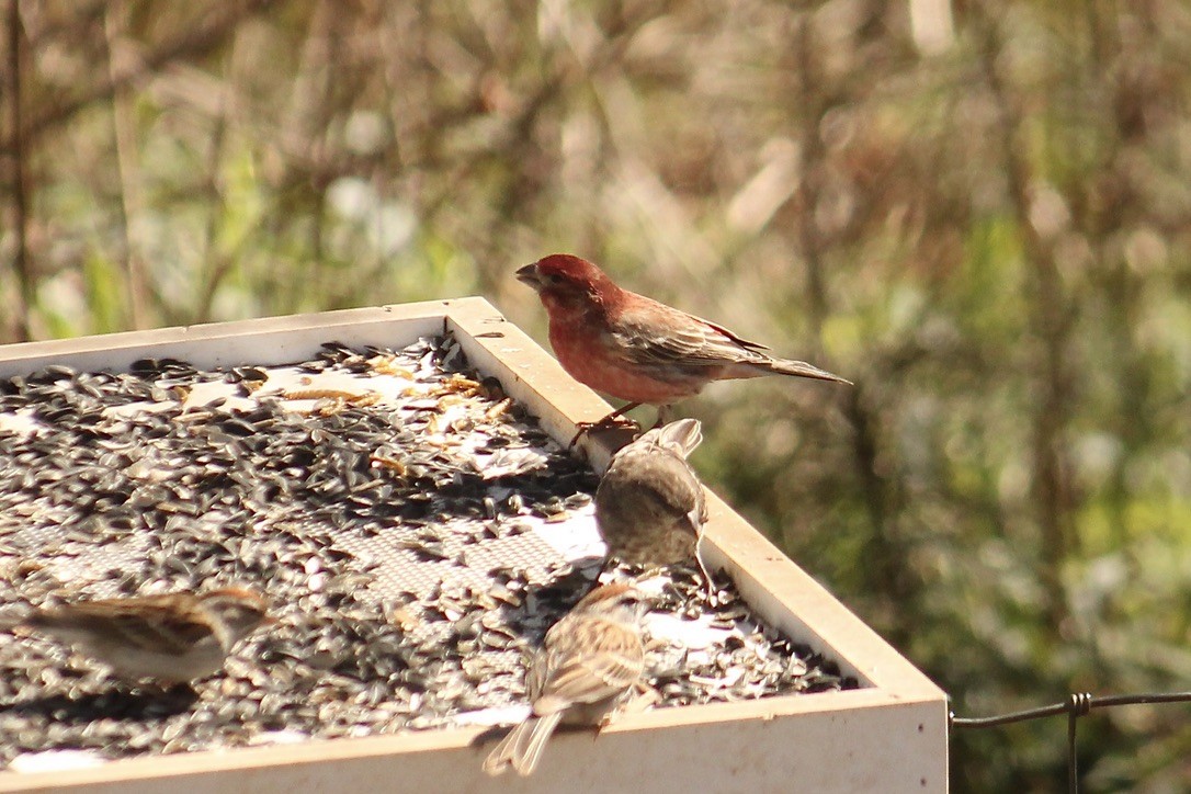 House x Purple Finch (hybrid) eBird