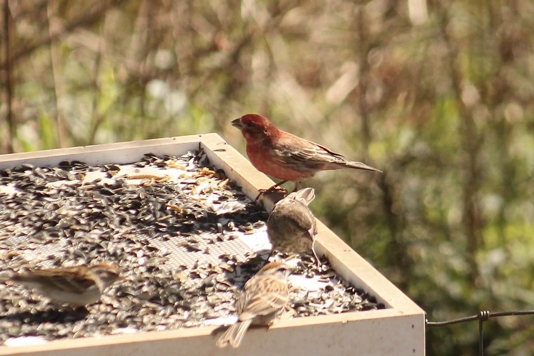 House x Purple Finch (hybrid) - eBird