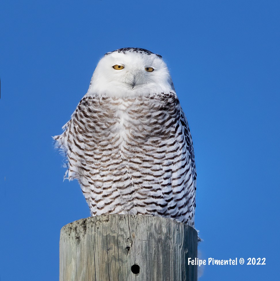 Snowy Owl - Felipe Pimentel