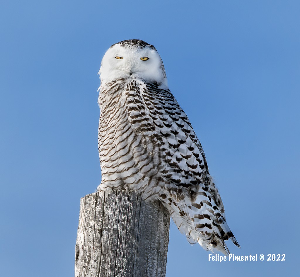 Snowy Owl - ML425607421