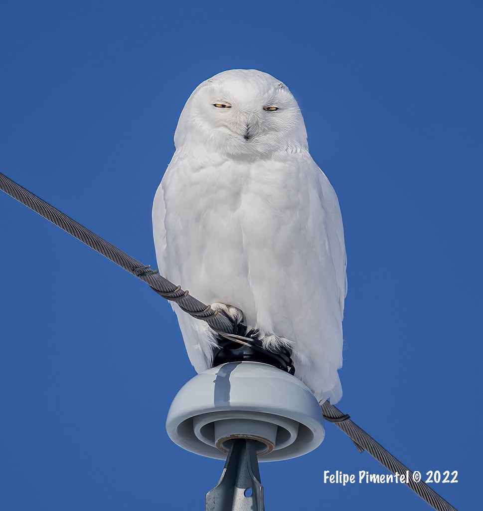 Snowy Owl - Felipe Pimentel