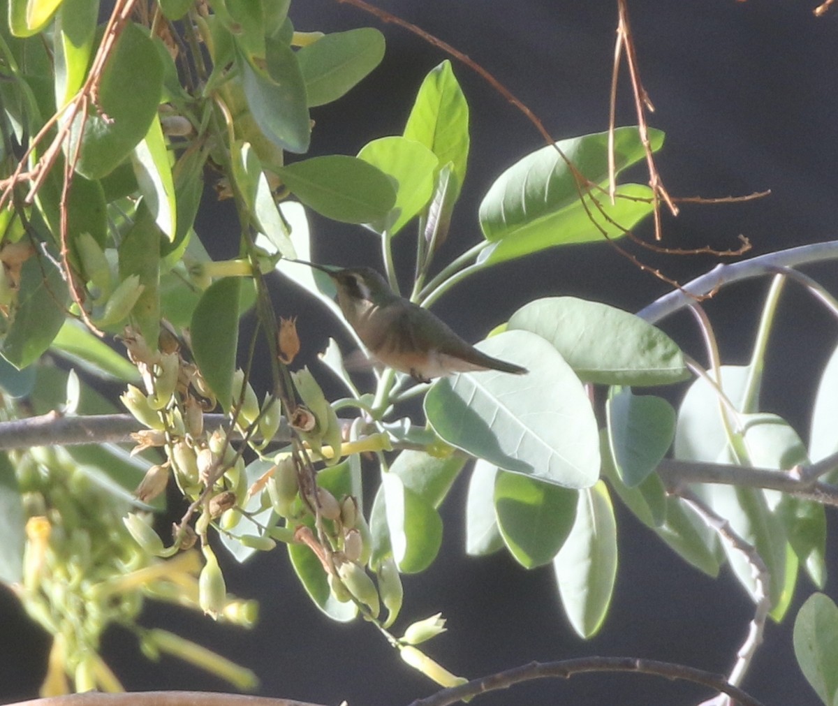 Xantus's Hummingbird - ML425616791