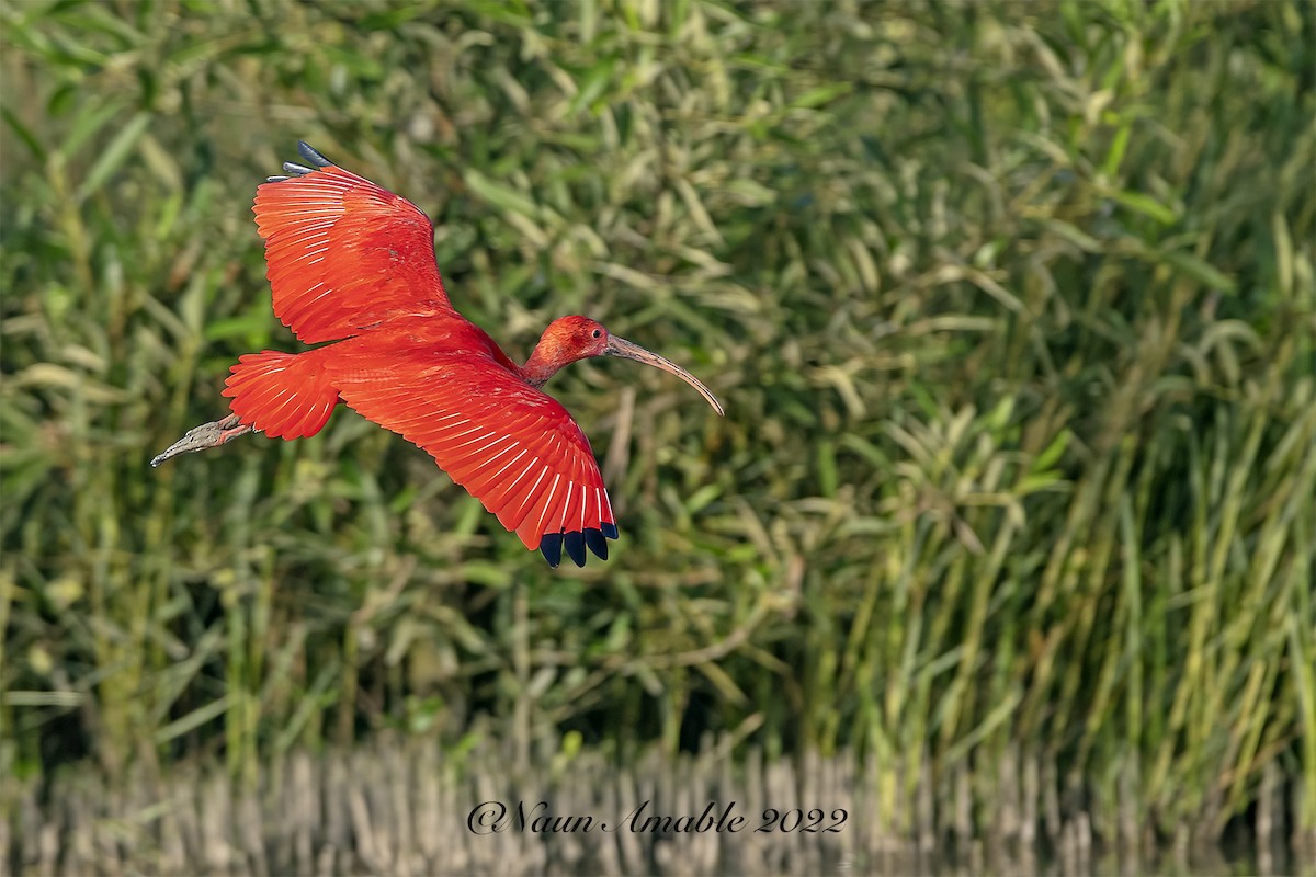 Scarlet Ibis - Naun Amable Silva