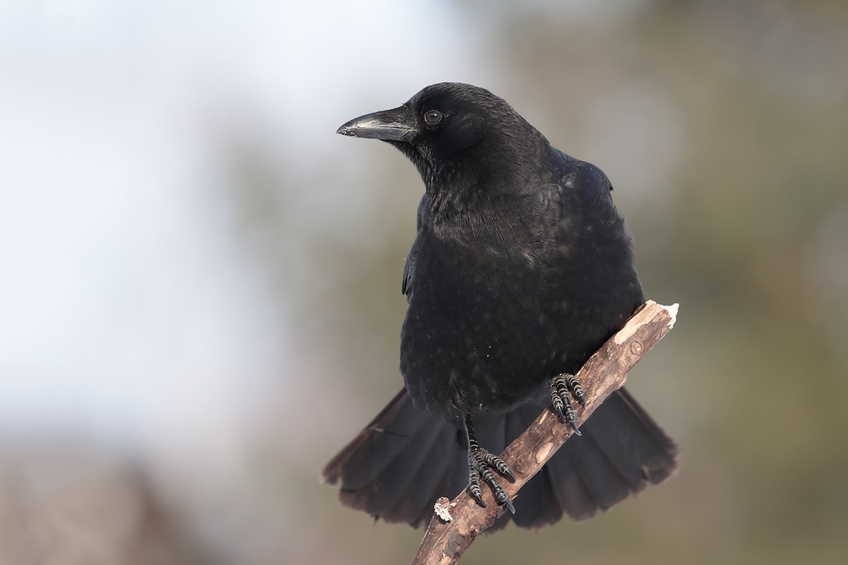 American Crow - bellemare celine