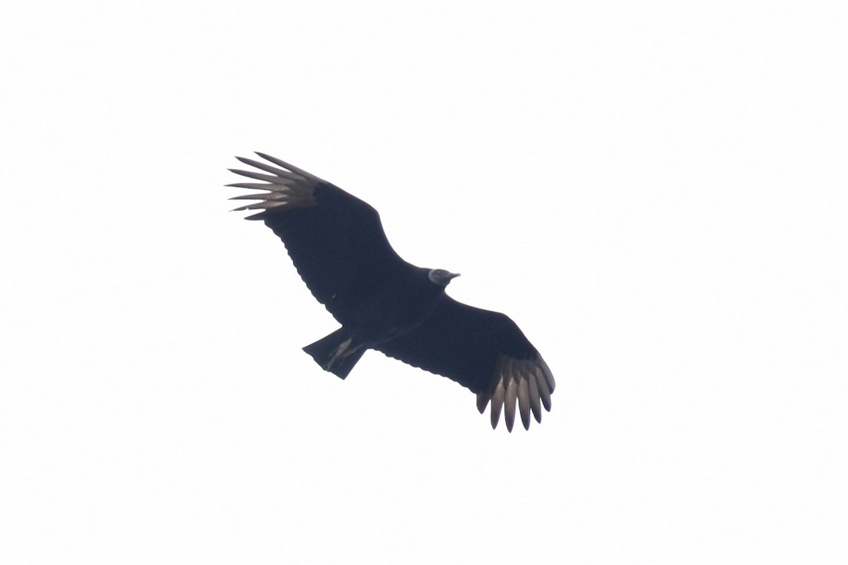 Black Vulture - ML425619621