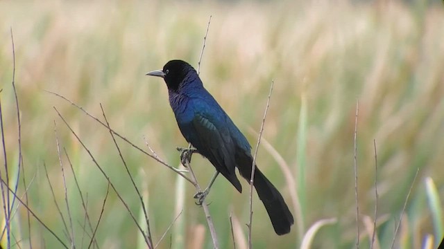 Boat-tailed Grackle - ML425634691