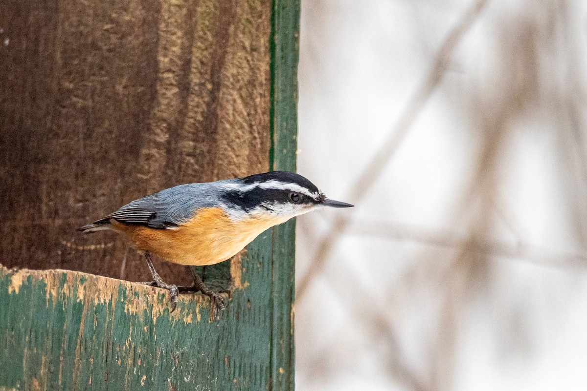 Red-breasted Nuthatch - ML425645431