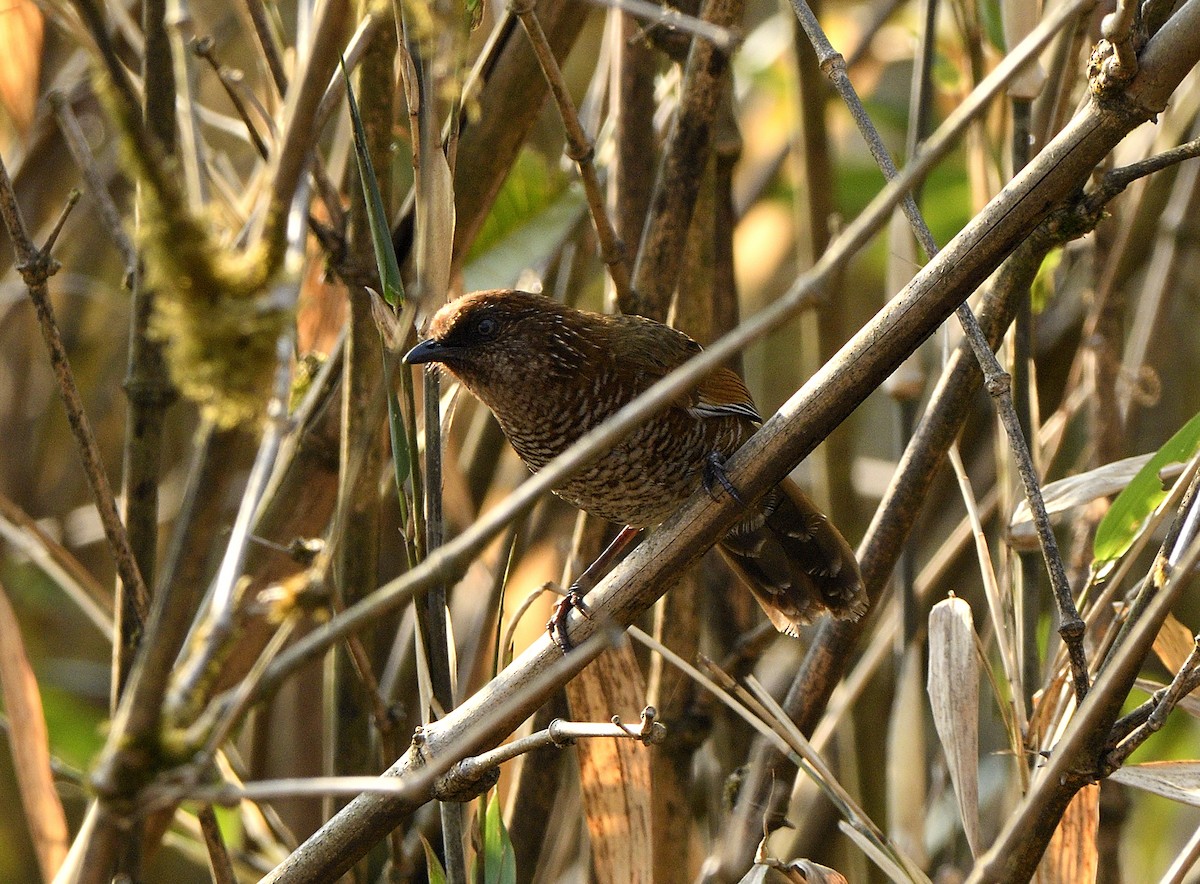 Brown-capped Laughingthrush - ML425664361