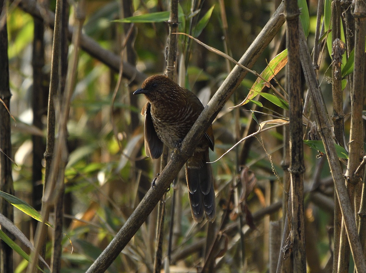 Brown-capped Laughingthrush - ML425664371