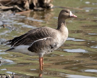Greater White-fronted Goose, ML425668431