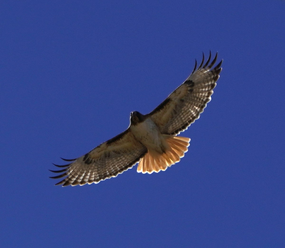 Red-tailed Hawk - ML425669261