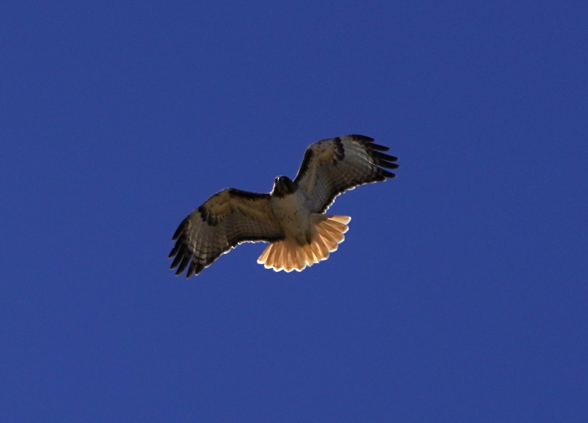 Red-tailed Hawk - ML425669271