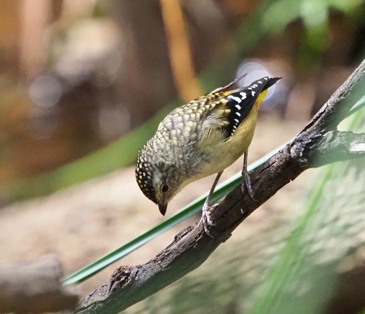 Spotted Pardalote (Spotted) - Ken Glasson
