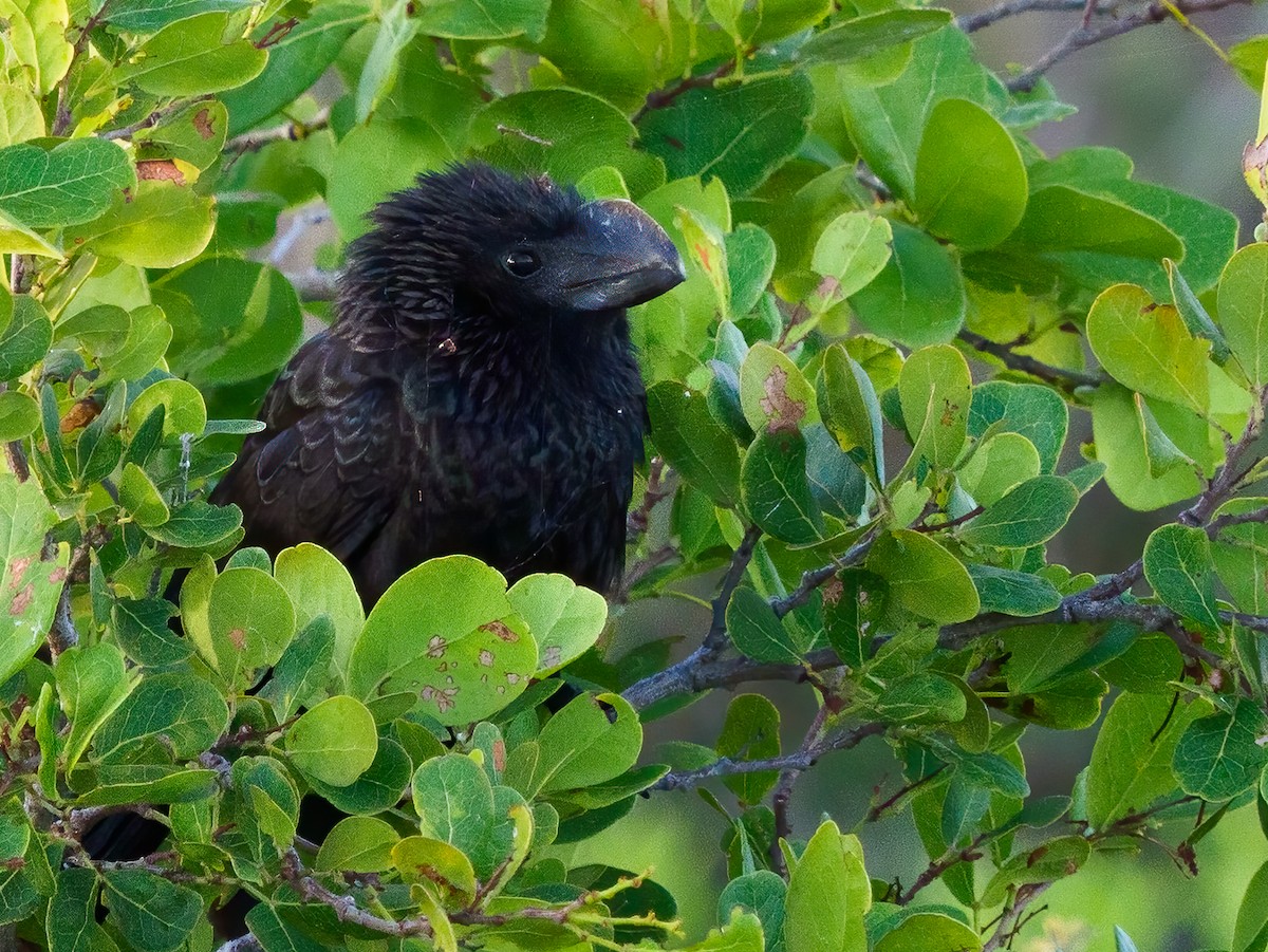 Smooth-billed Ani - Michele Kelly