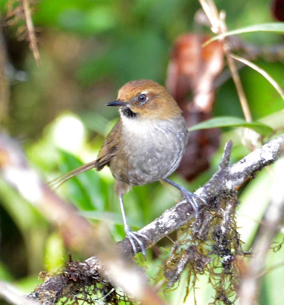 Black-throated Thistletail - ML42567861
