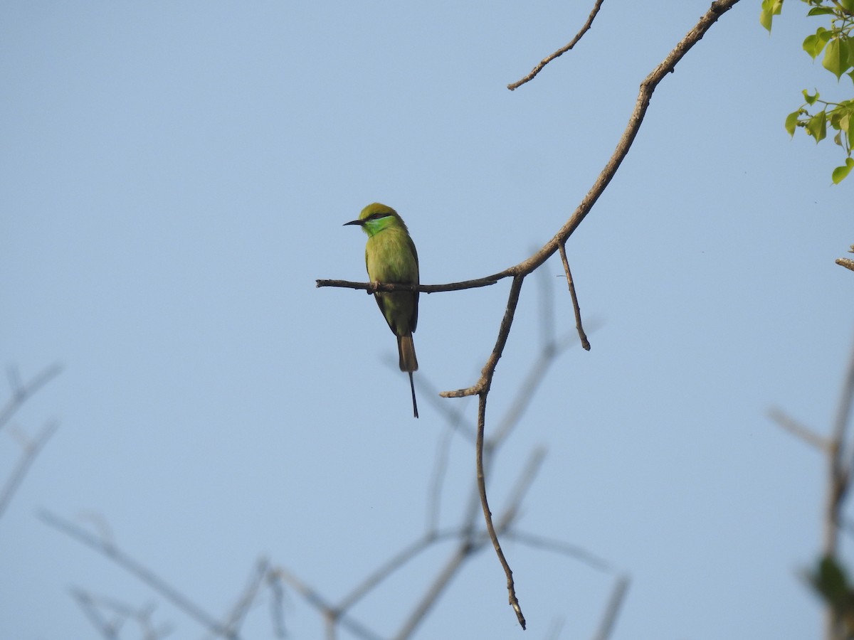 Asian Green Bee-eater - ML425679331