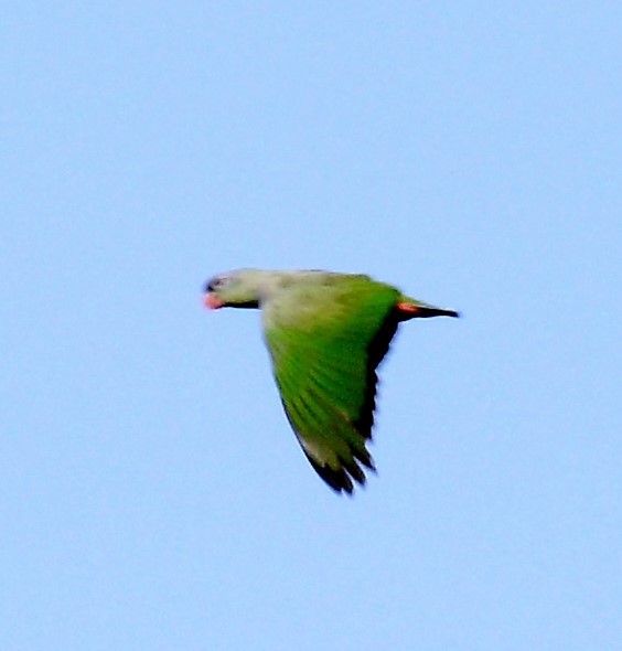 Red-billed Parrot - ML42567951