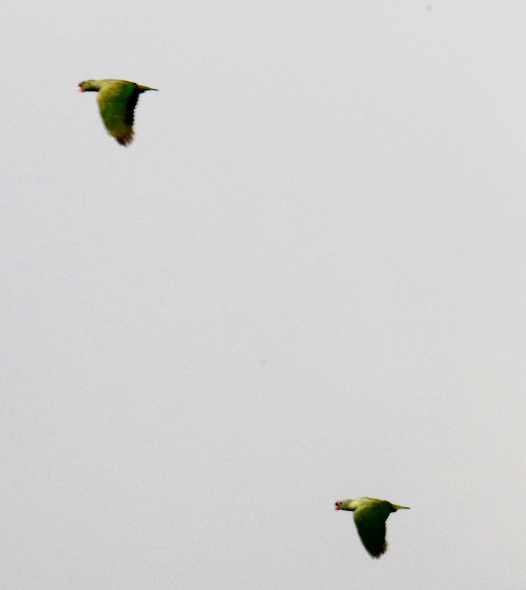 Red-billed Parrot - ML42567961