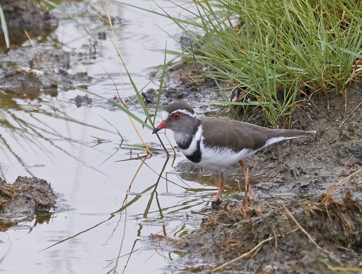 Three-banded Plover - ML42567981
